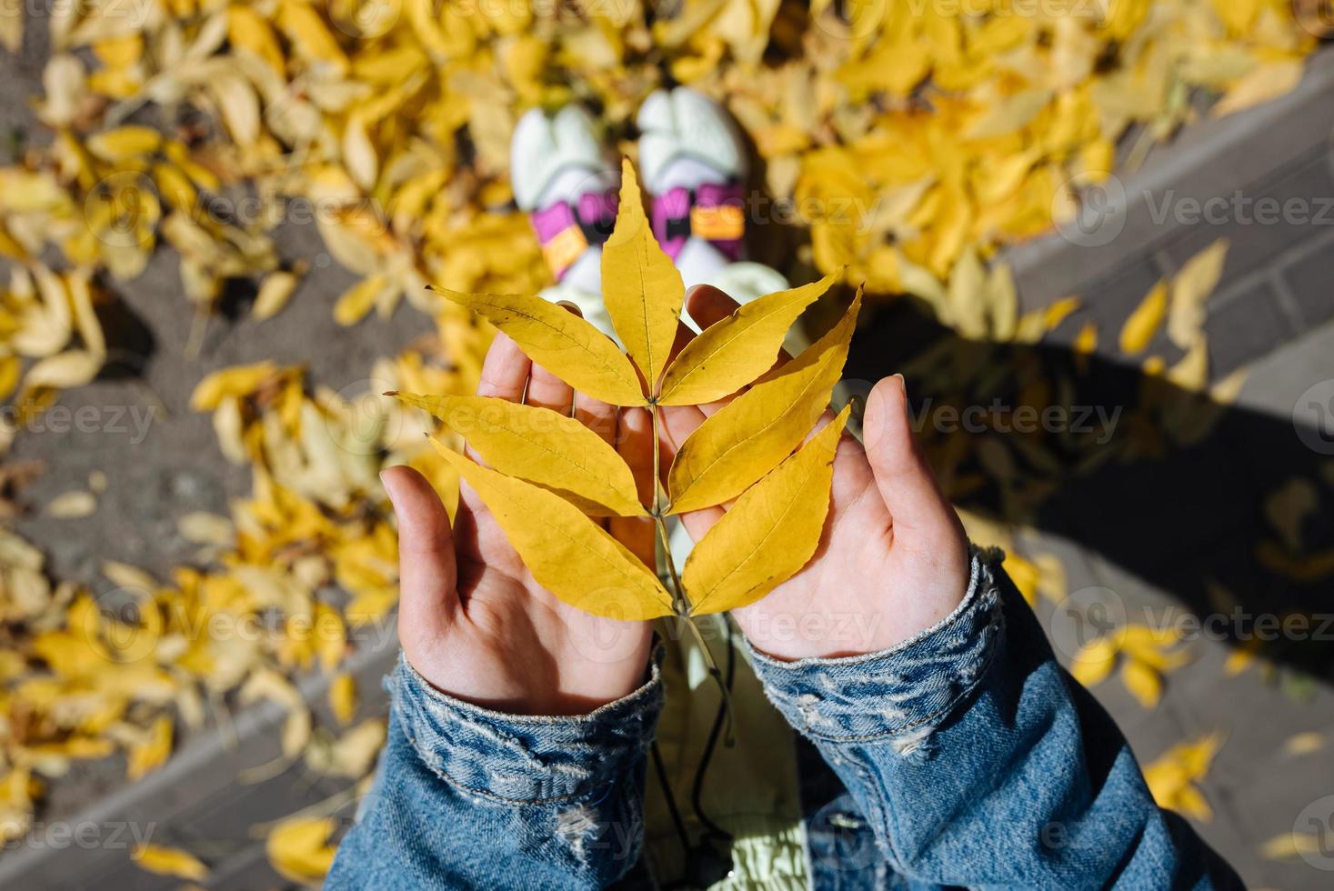 femmina mano nel autunno parco godendo autunno e Tenere un' foglia. foto