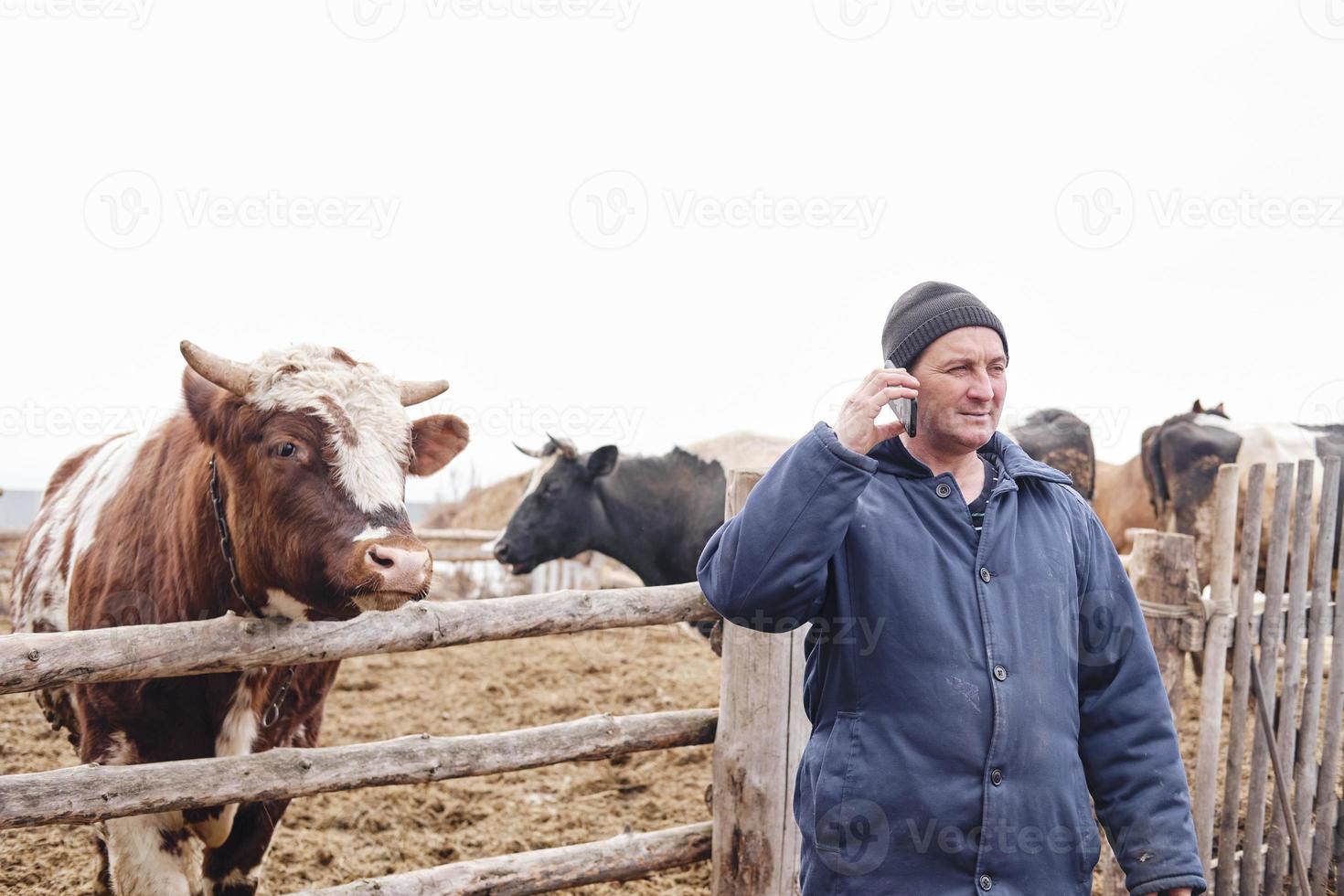 il contadino è parlando su il Telefono e accarezzando il toro. uomo d'affari nel il villaggio. bestiame proprietario di ranch foto