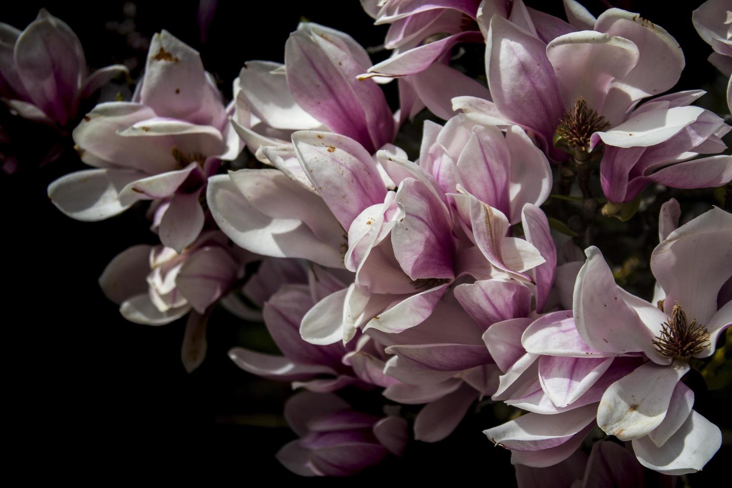 primo piano dei fiori sbocciati della magnolia foto