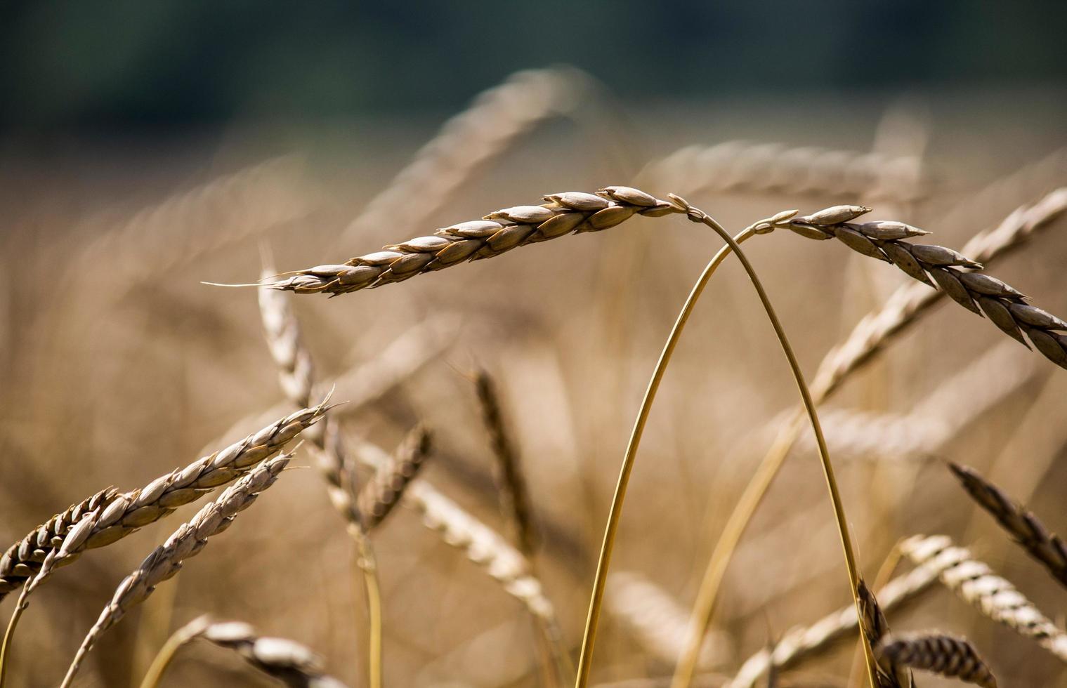 primo piano del raccolto di grano nella stagione autunnale foto
