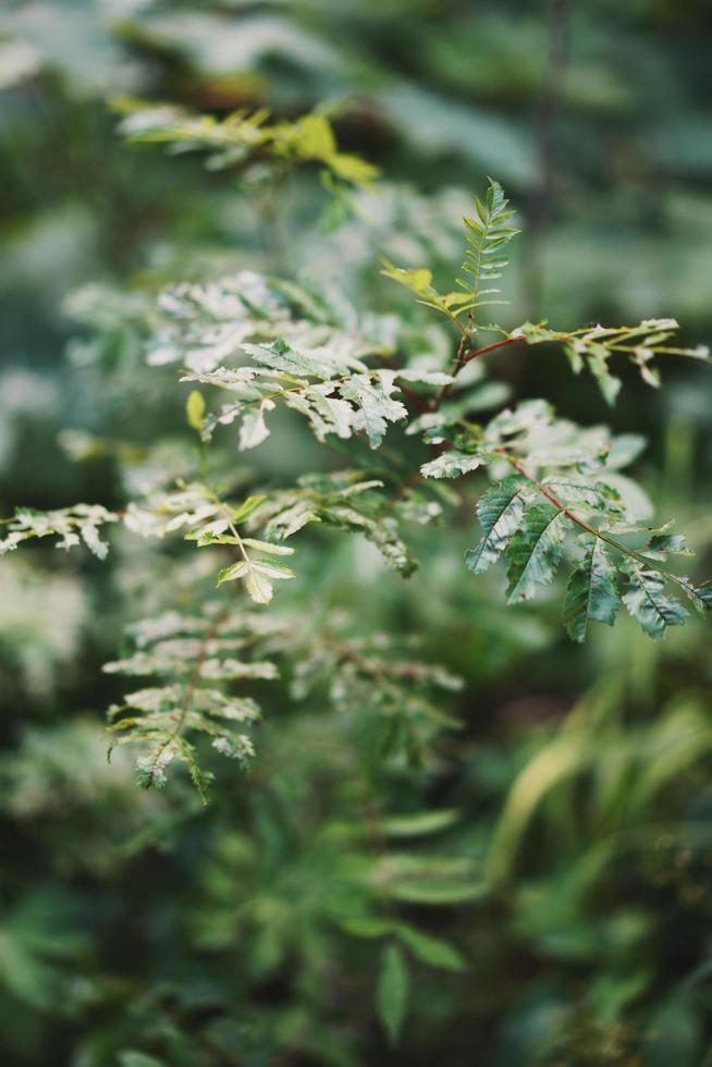 foglie verdi nella foresta foto