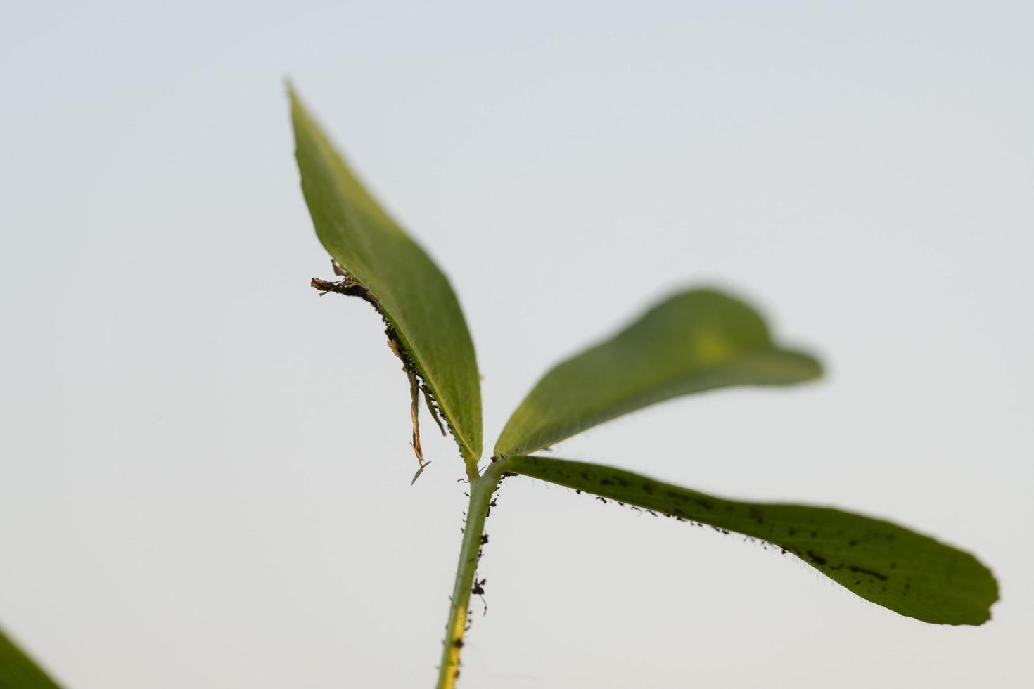 grondaie verdi di piante di erba medica foto