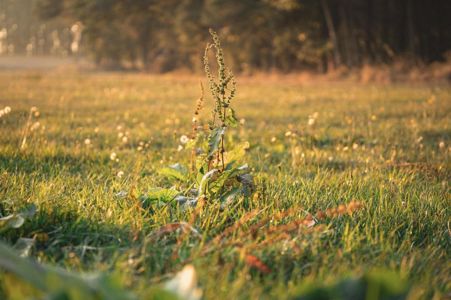 campo di erba verde nella stagione autunnale foto