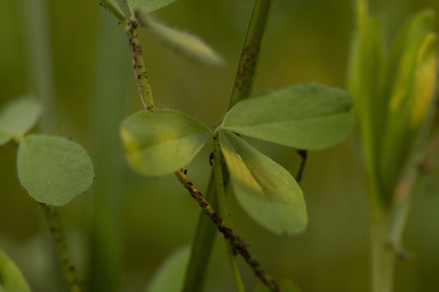 pianta di trifoglio verde foto