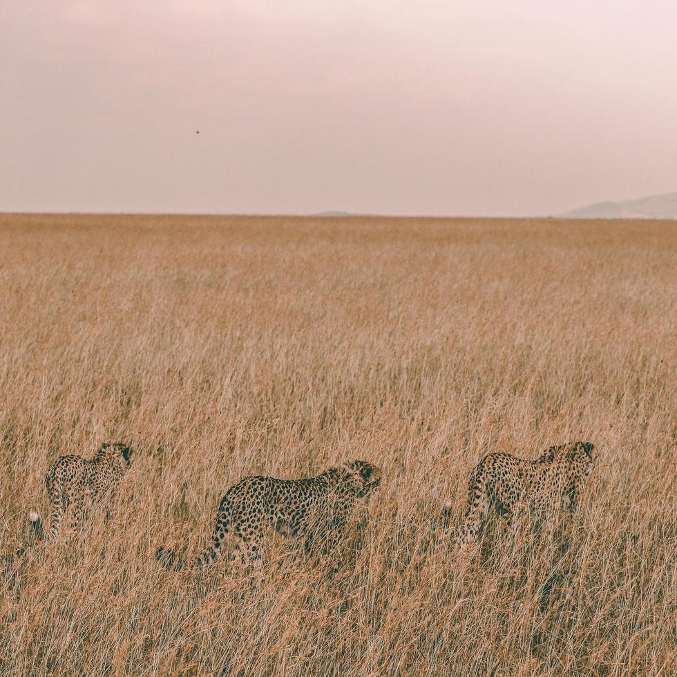 tre leopardi imbronciati in un campo foto