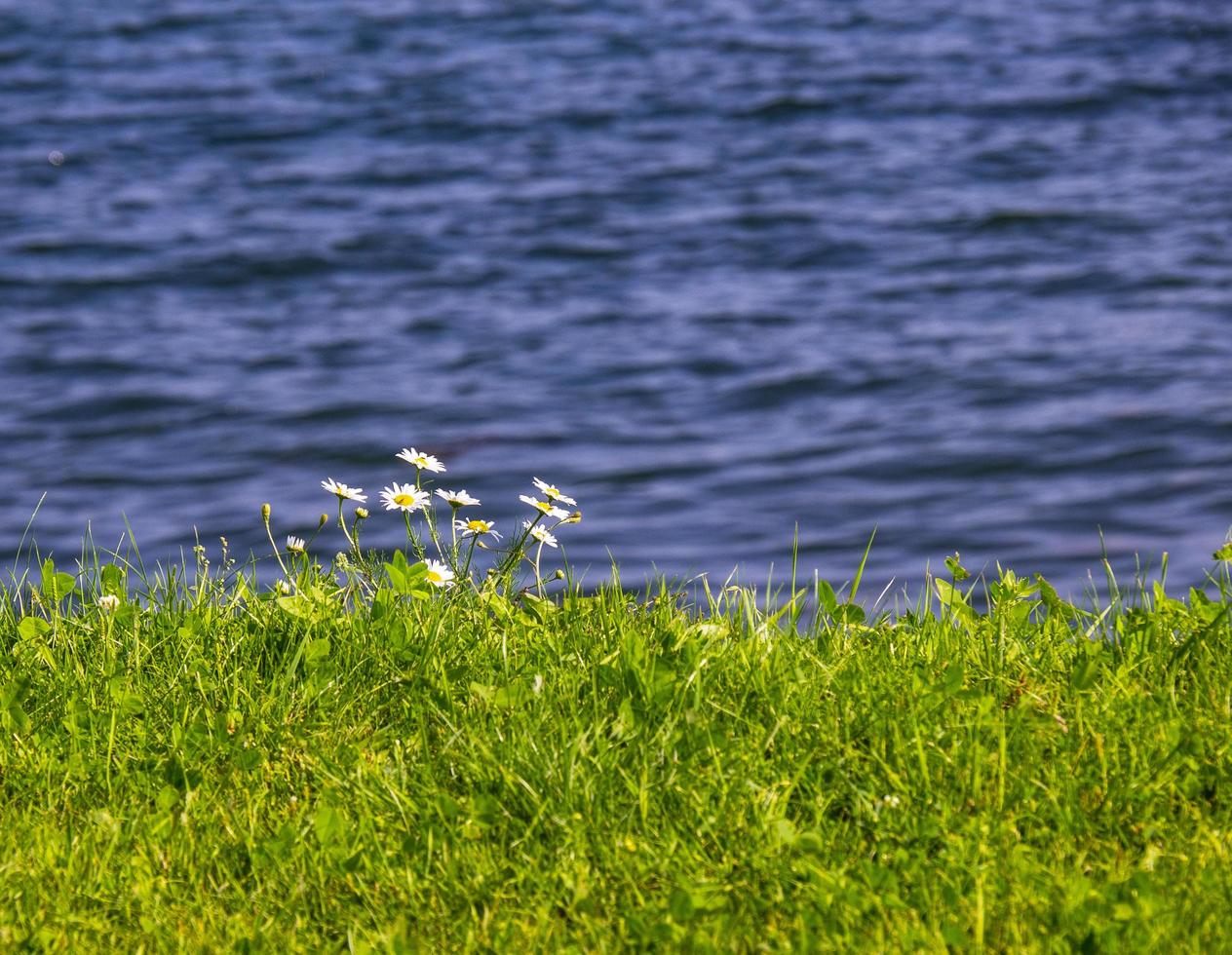 piccoli fiori sul bordo di un paesaggio marino foto