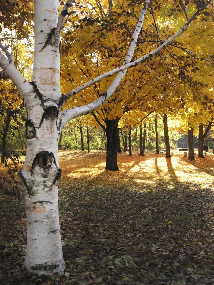 albero di corteccia bianca nei boschi autunnali foto