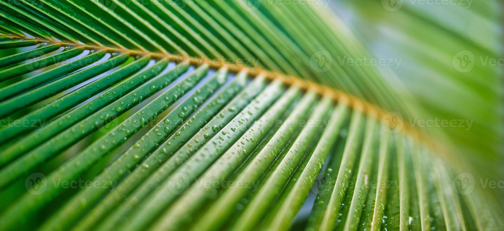 tropicale sfondo verde Noce di cocco palma foglia. avvicinamento natura Visualizza di palma le foglie sfondo textures dopo piovere, rilassante naturale luce del sole. esotico natura modello, botanica giungla, artistico fogliame foto