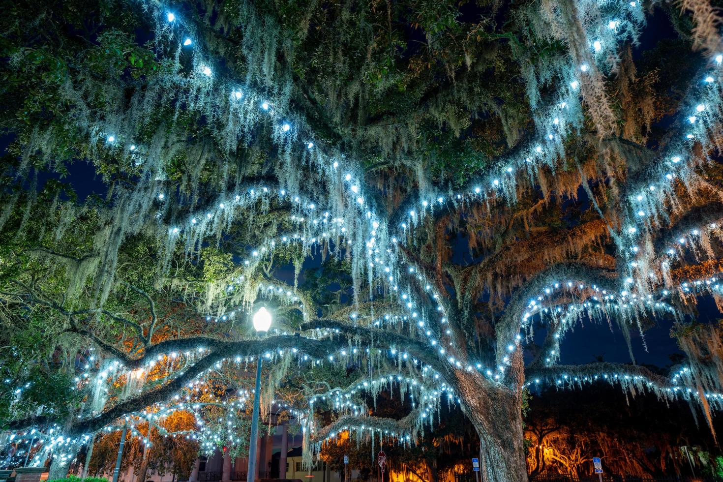 luci natalizie sugli alberi foto