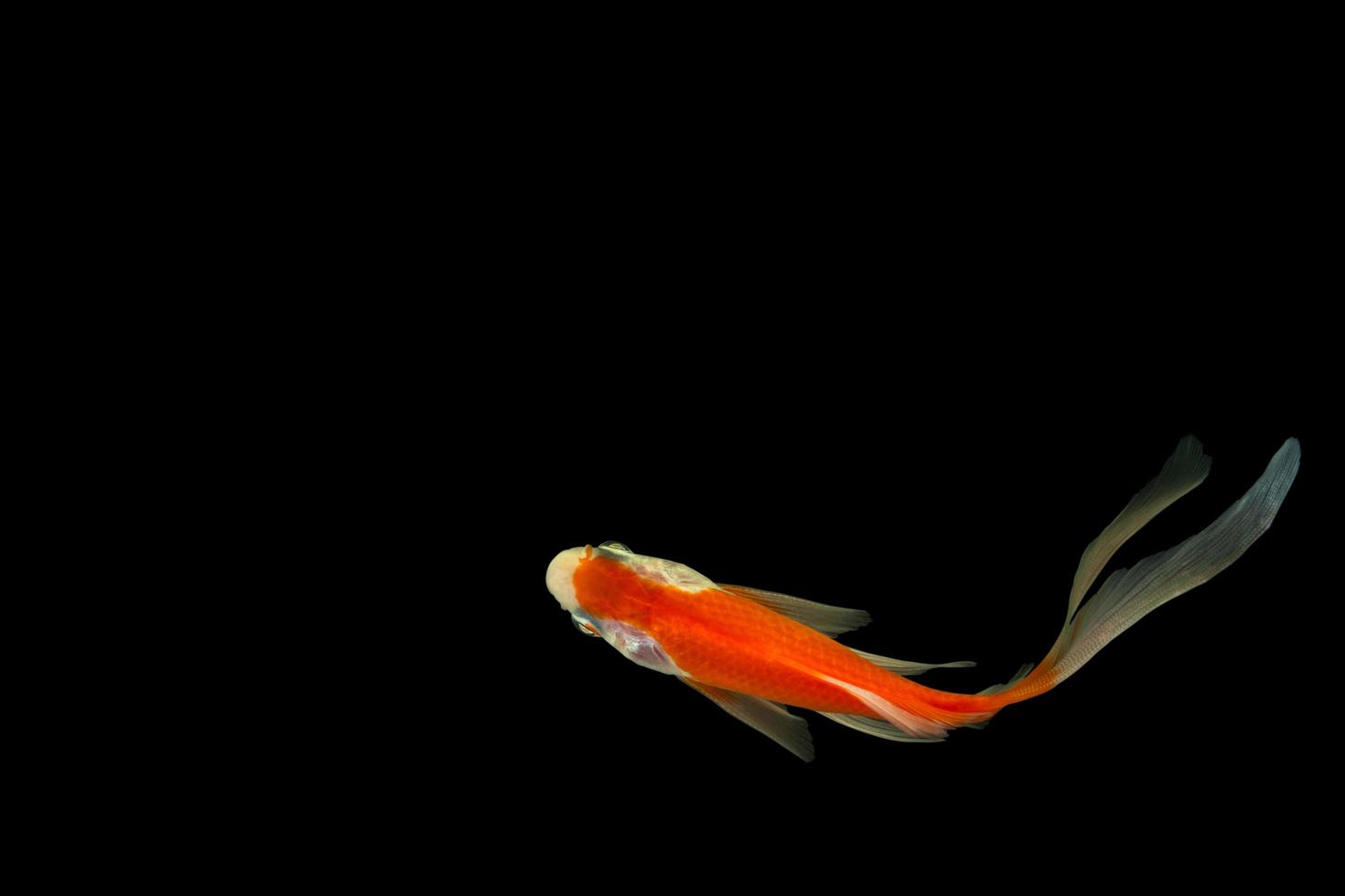 pesce rosso dalla coda di cometa su sfondo nero foto