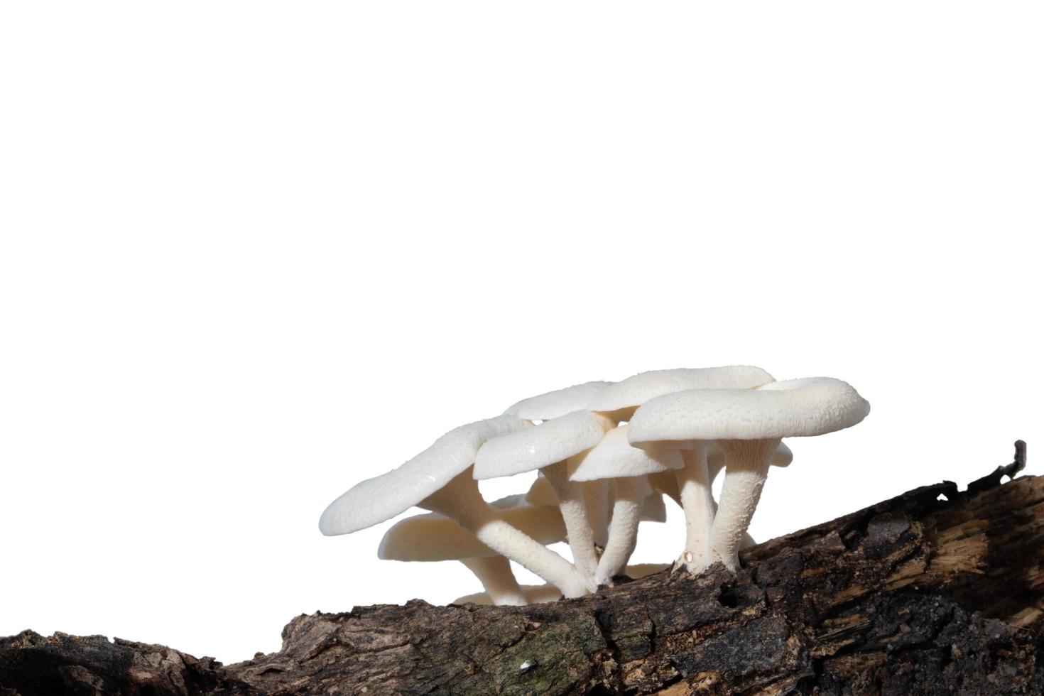 gruppo di funghi su un albero su sfondo bianco foto