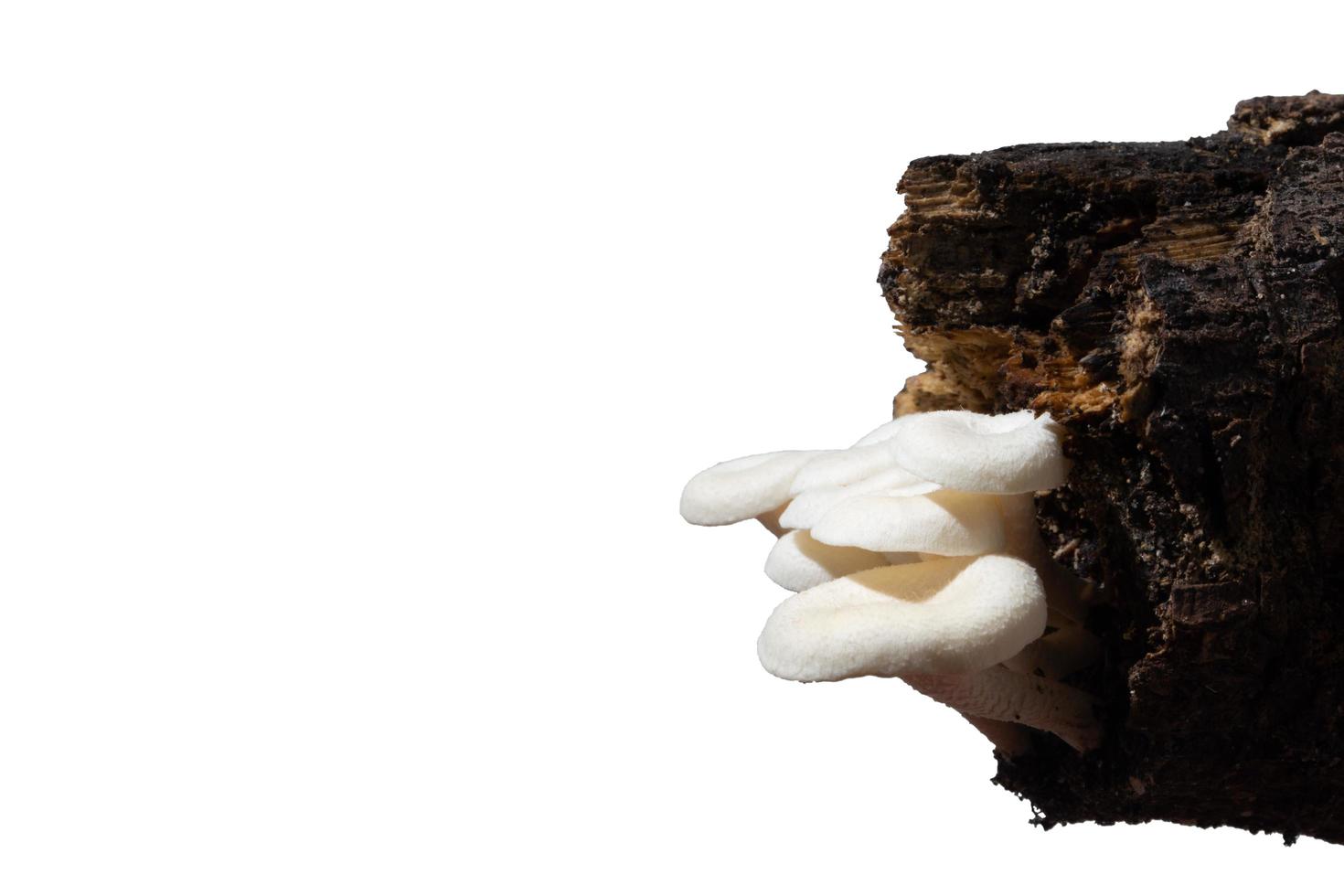 gruppo di funghi su un albero su sfondo bianco foto