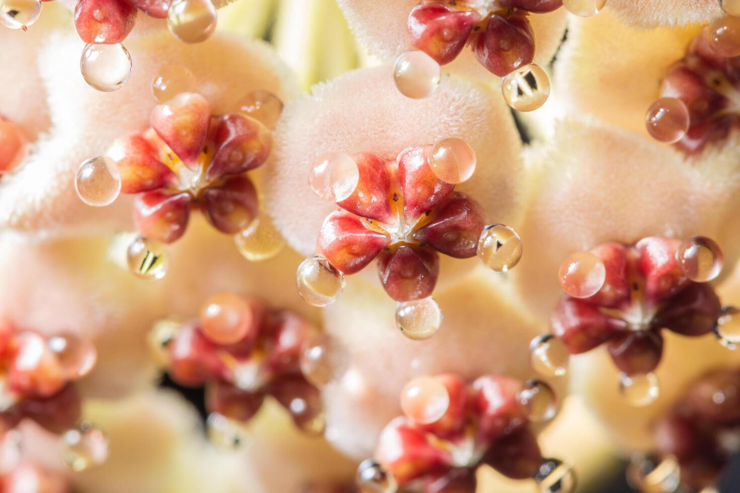 fiore di hoya in natura foto