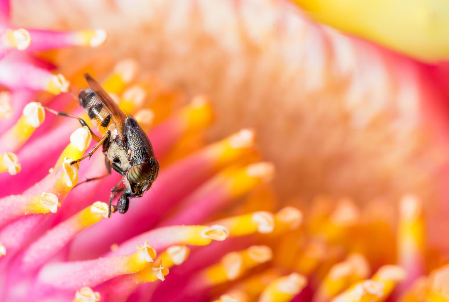 insetto su un fiore colorato foto