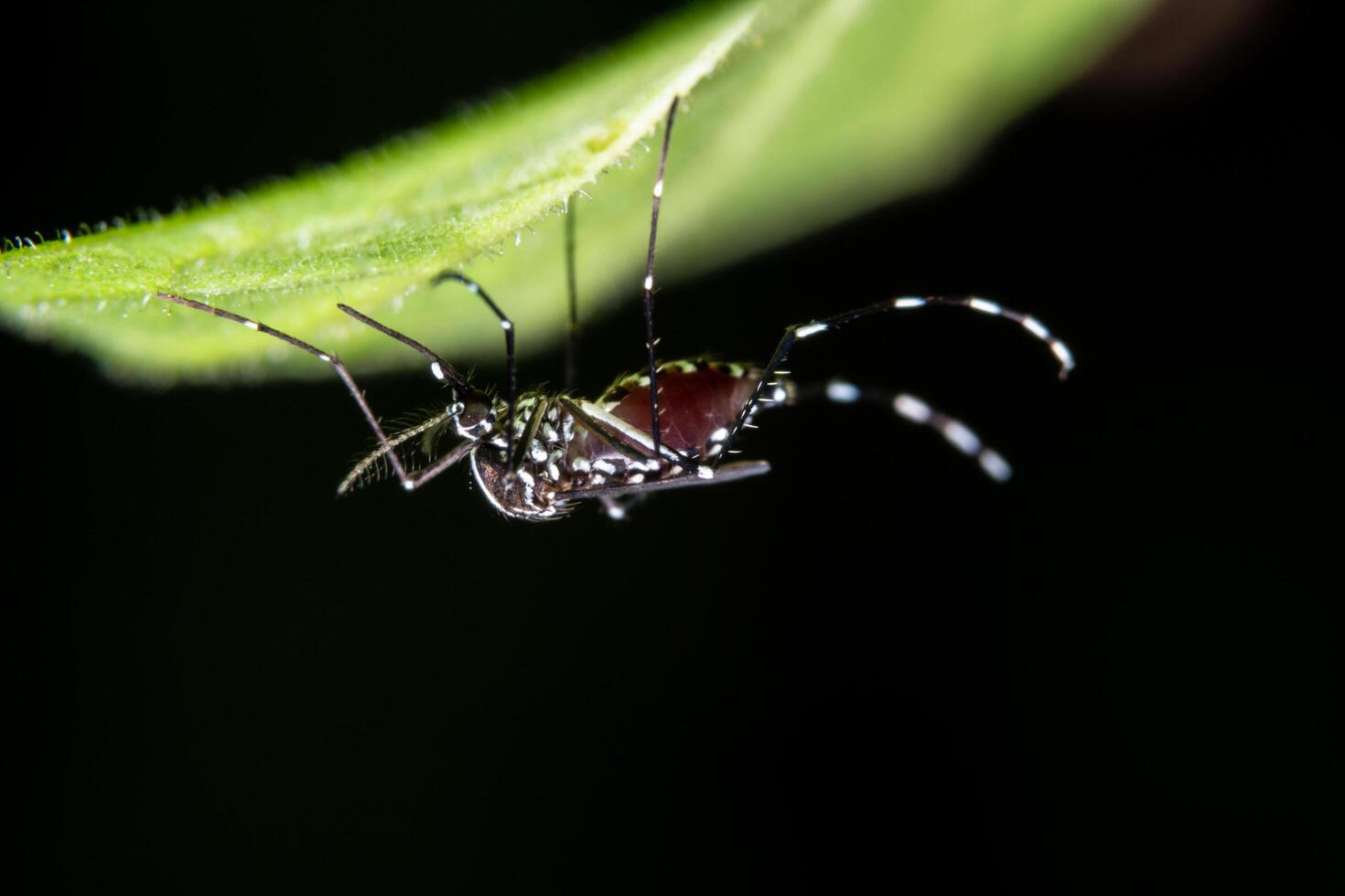 macro su una foglia foto