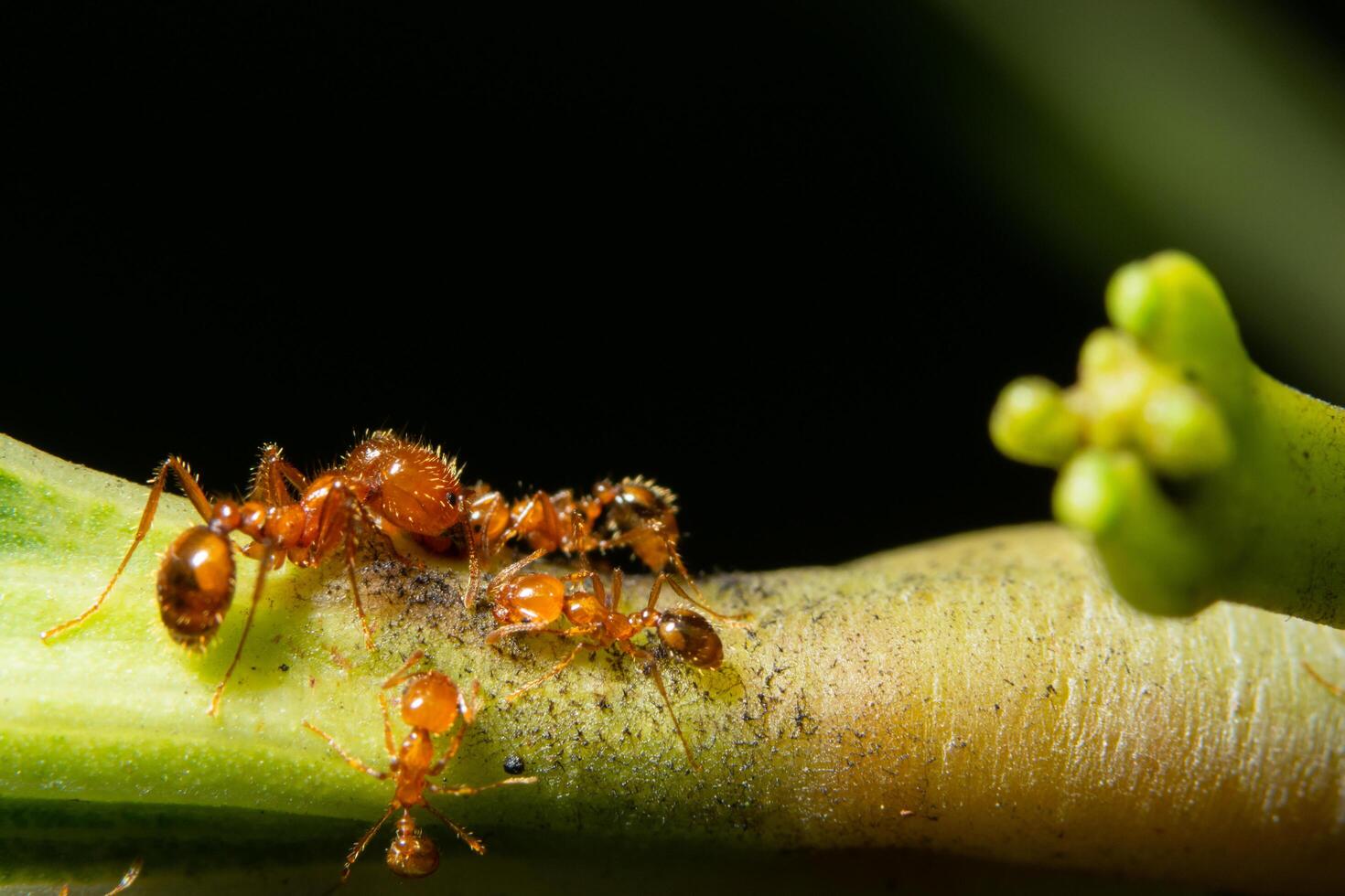 formiche su una pianta verde foto