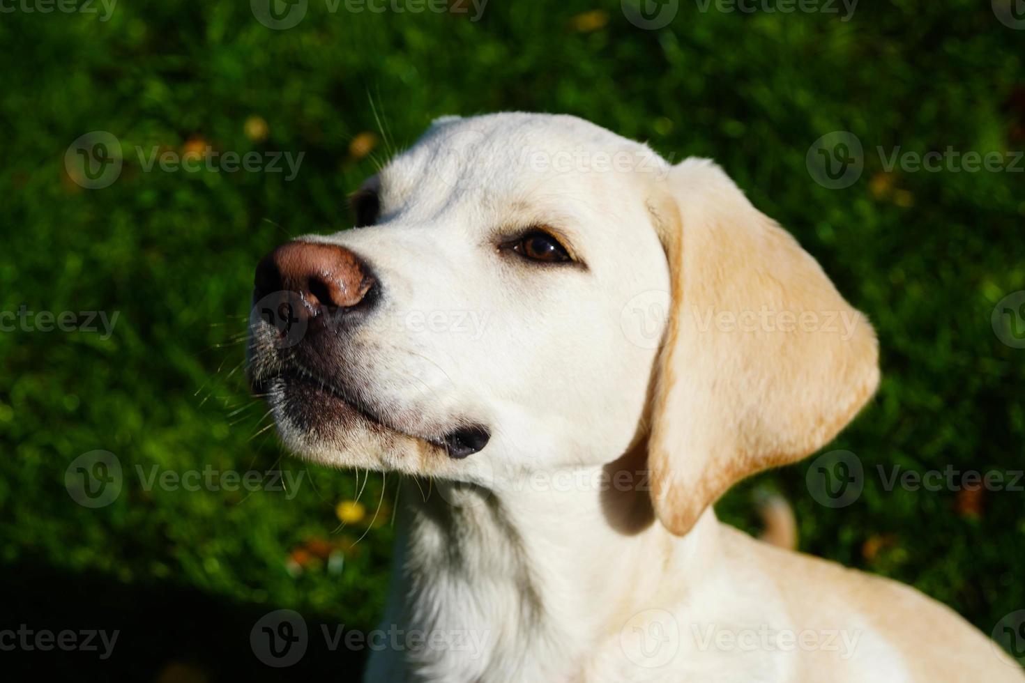 corto rivestito britisch labrador cane da riporto 4 mese vecchio foto