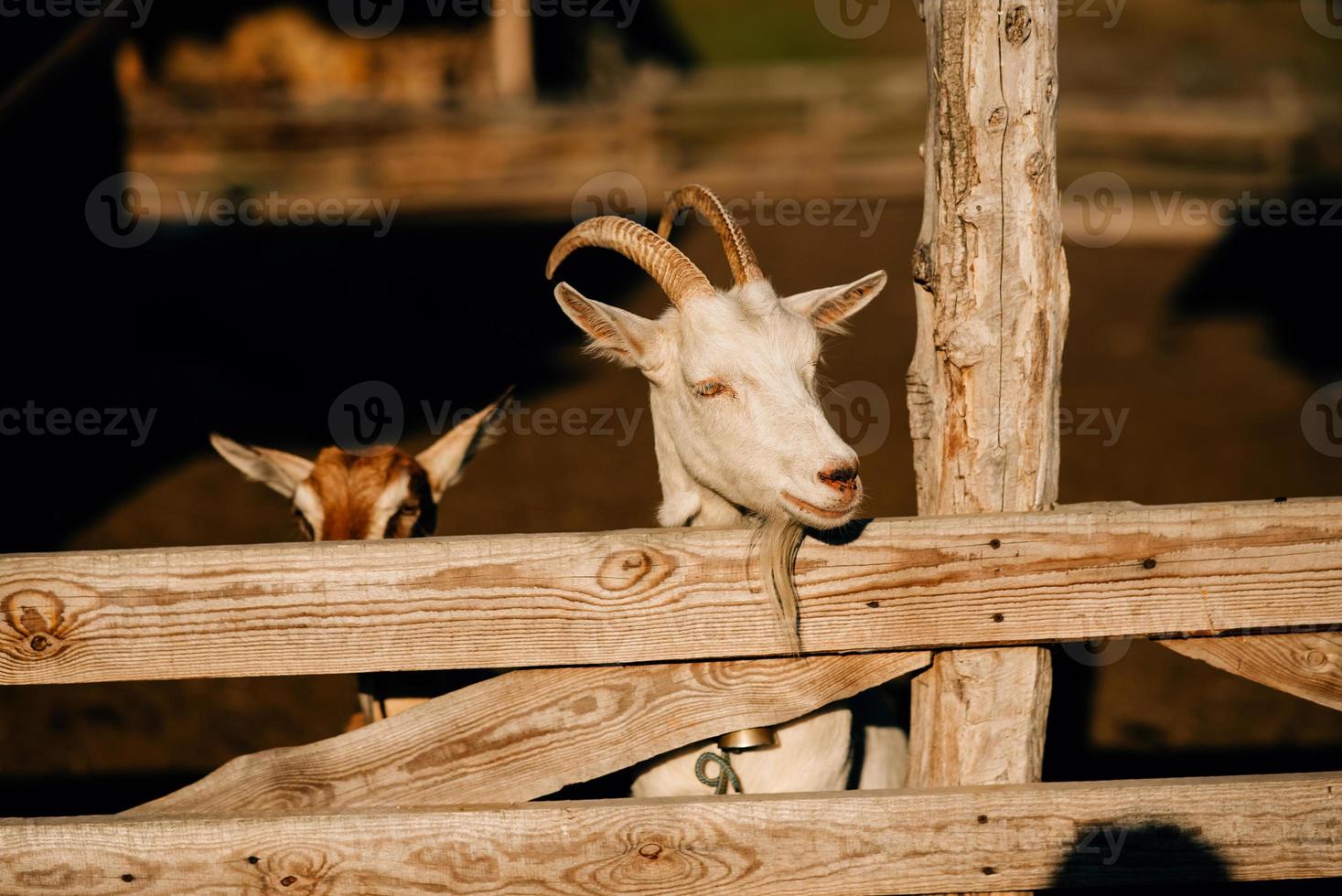 curioso capra nel di legno recinto per bestiame guardare a il telecamera foto