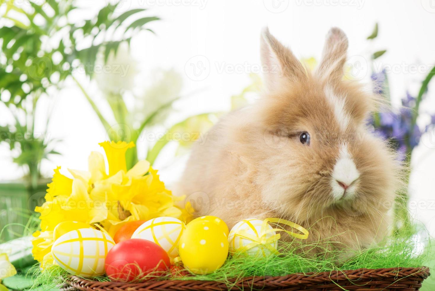 Pasqua coniglietto Visualizza foto