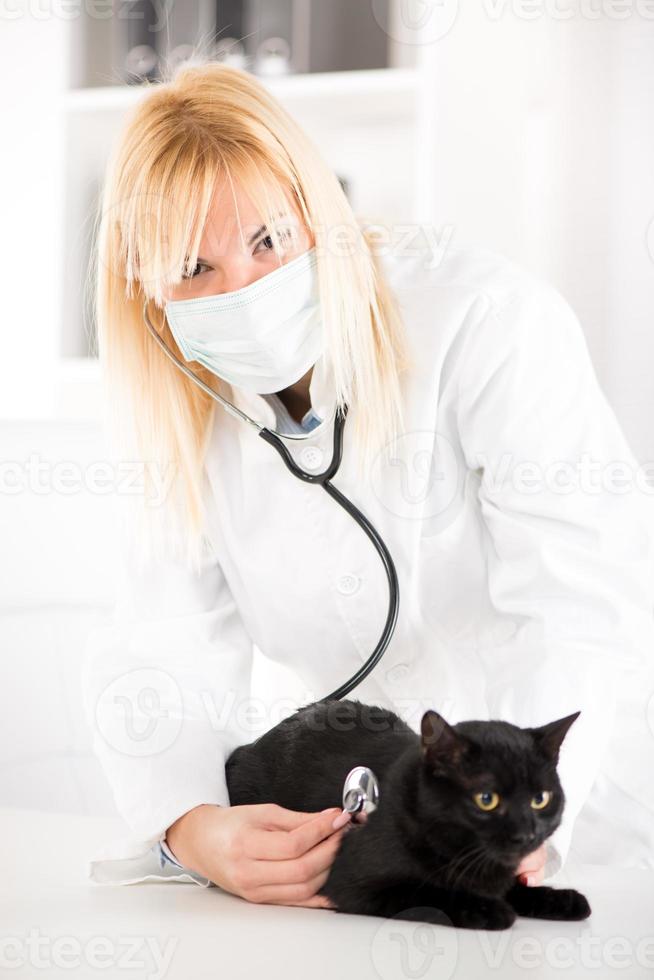 veterinario l'esame un' gatto foto