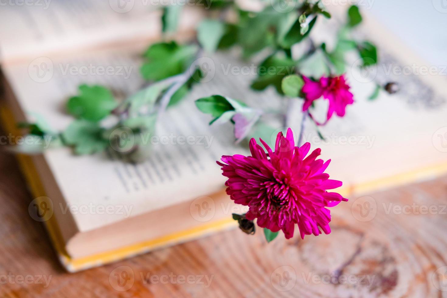viola crisantemo su un' prenotare, su un' di legno tavolo. estetica con fiori e un' libro. bellissimo fiore su un' di legno tavolo. foto