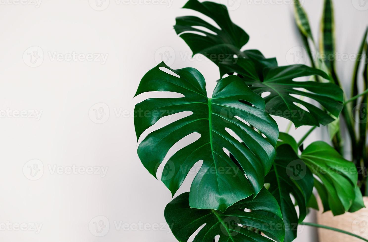 Monstera deliciosa o svizzero formaggio pianta su un' bianca sfondo. elegante e minimalista urbano giungla interno. vuoto bianca parete e copia spazio. foto