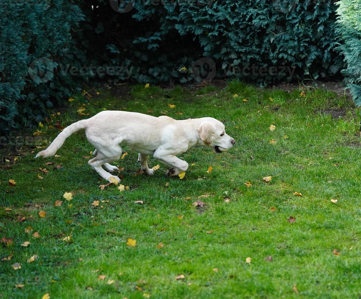 corto rivestito britisch labrador cane da riporto 4 mese vecchio foto