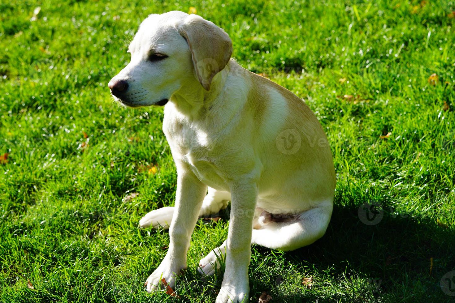 corto rivestito britisch labrador cane da riporto 4 mese vecchio foto