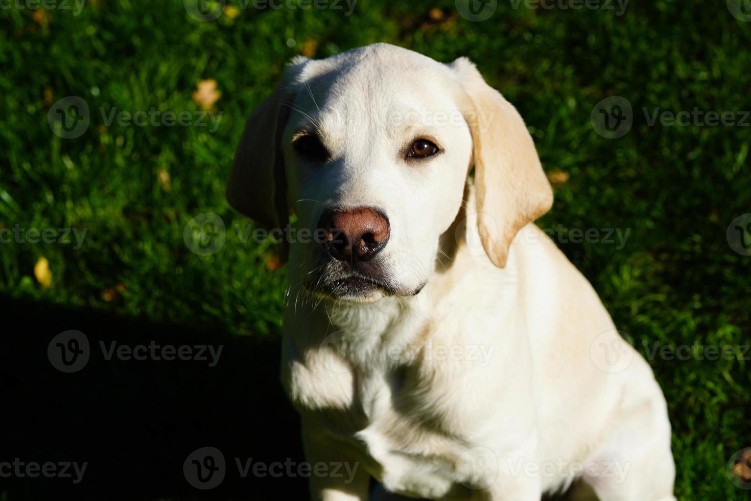 corto rivestito britisch labrador cane da riporto 4 mese vecchio foto