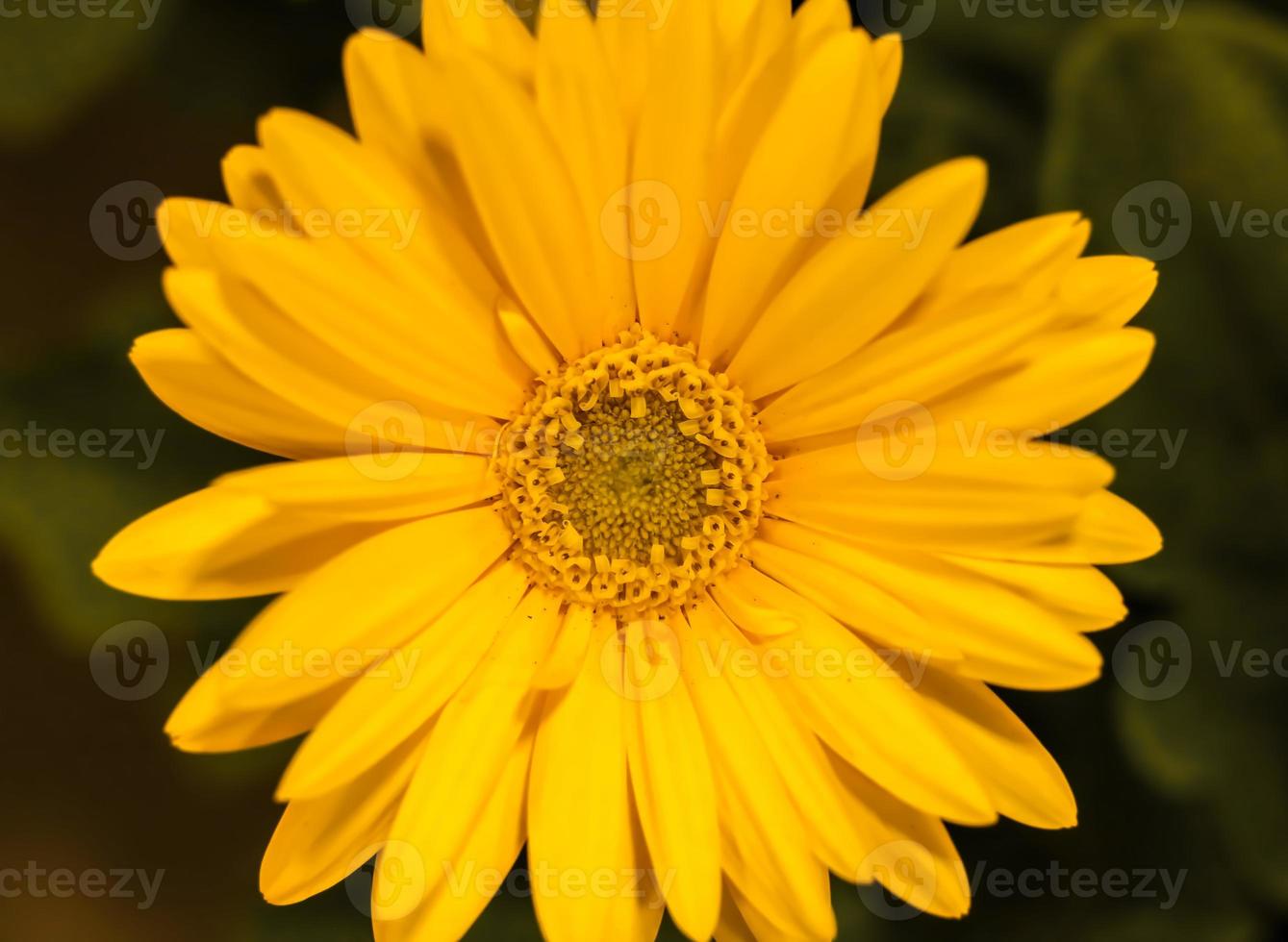 d'oro giallo barberton margherita frontale Visualizza . vicino su foto