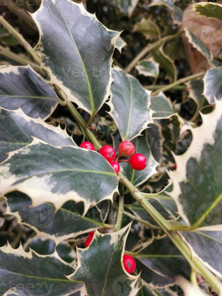 rosso frutti di bosco agrifoglio cespuglio tradizionale Natale pianta sfondo foto