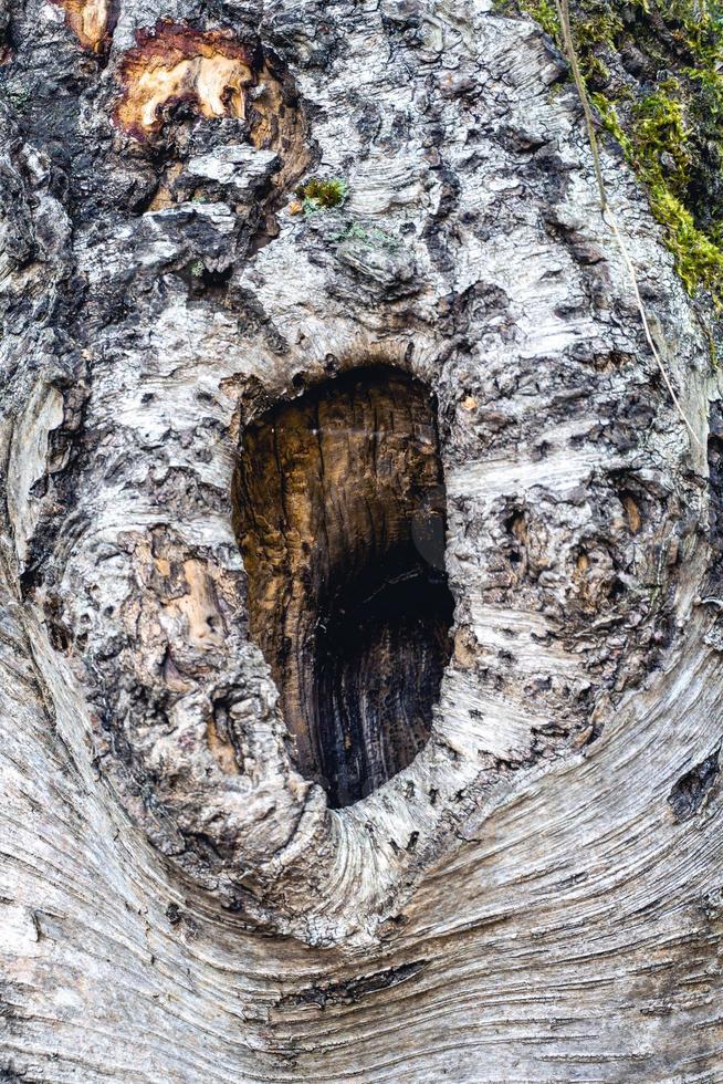 vecchio albero tronco con un' grande buco. noorderheide, elspeet, il Olanda. foto