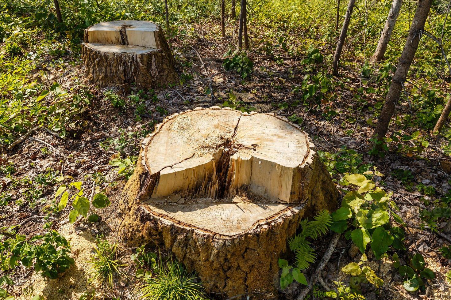 betulla ceppo nel il foresta, il resto di il abbattuto albero, la deforestazione foto