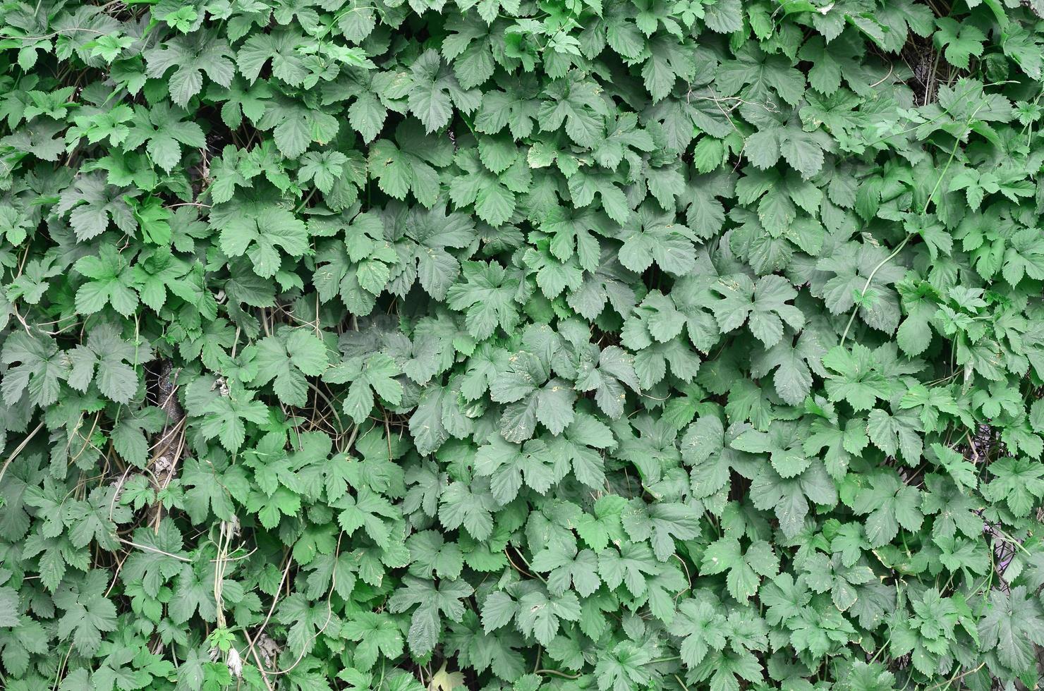 verde edera cresce lungo il beige parete di dipinto piastrelle. struttura di denso boschetti di selvaggio edera foto