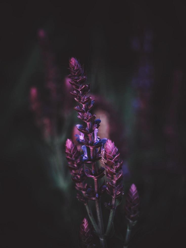 vibrante lupino viola foto