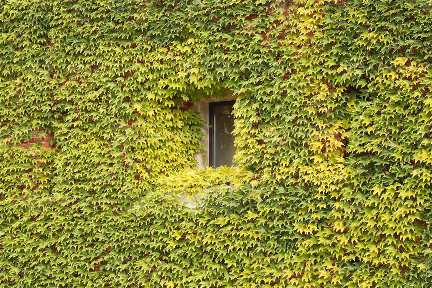 antico mattone facciata coperto nel verde edera con finestra foto