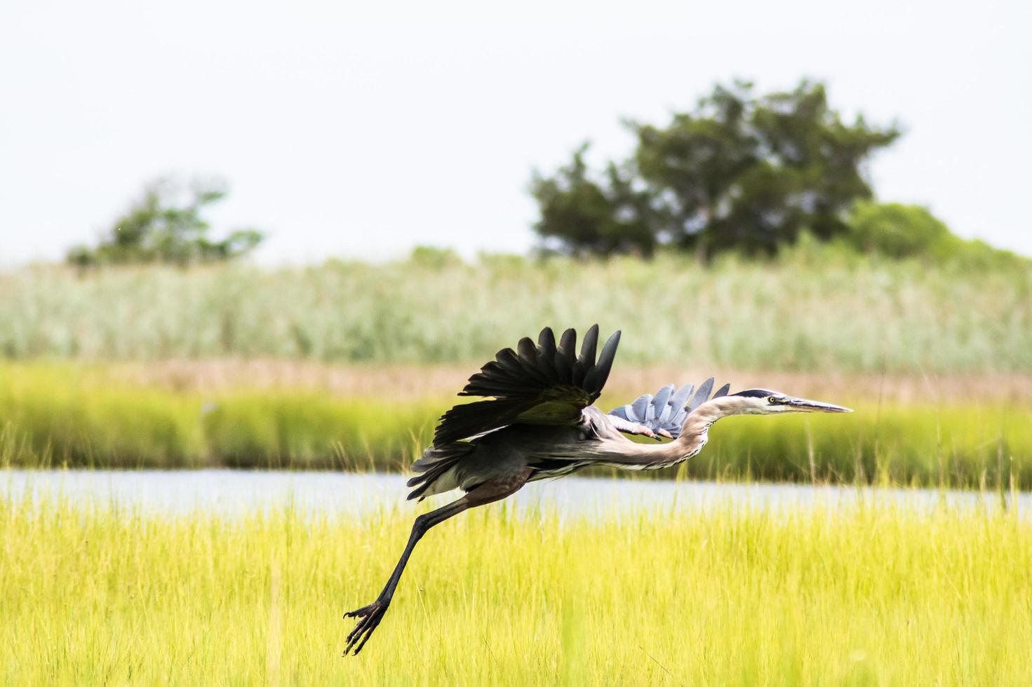 uccelli acquatici in volo foto