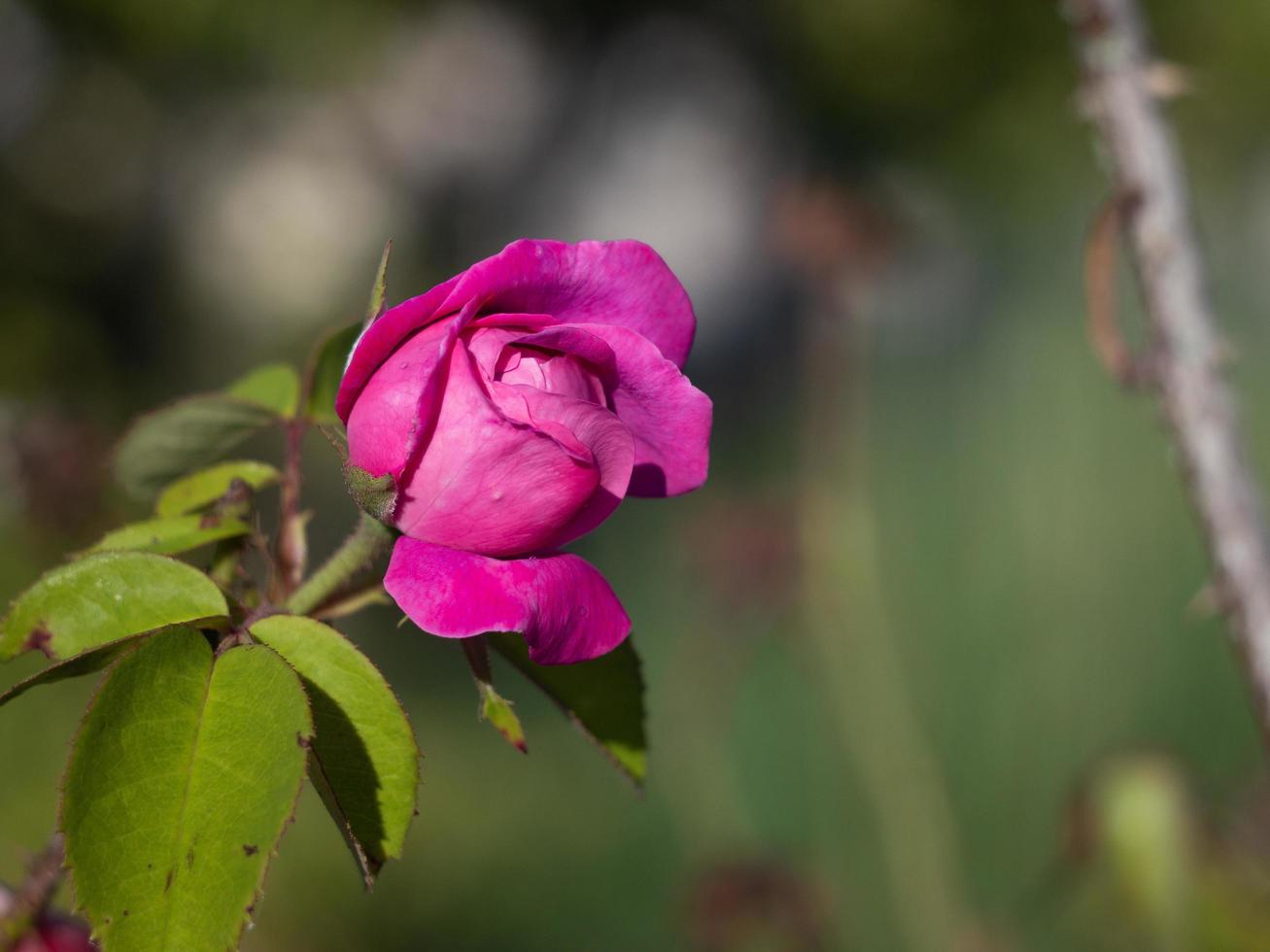 una rosa in fiore foto