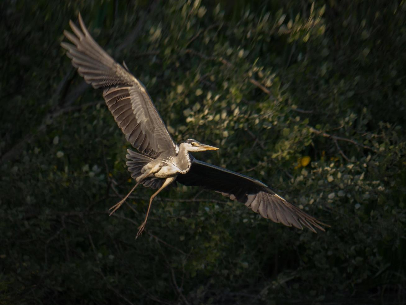 airone in volo foto