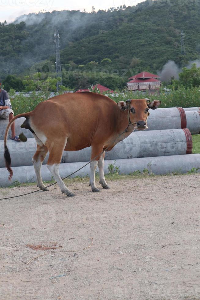 mucca nel il campo. bali bestiame siamo bestiame originario a partire dal Bali, Indonesia foto