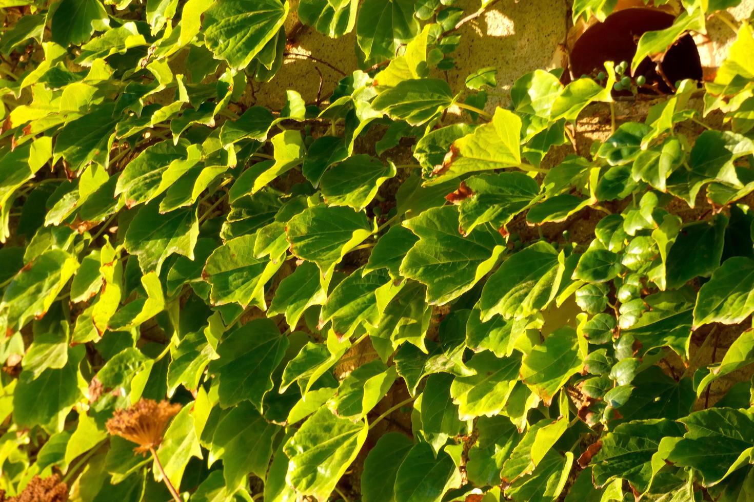 mediterraneo vegetazione durante il estate stagione nel il catalogna regione foto