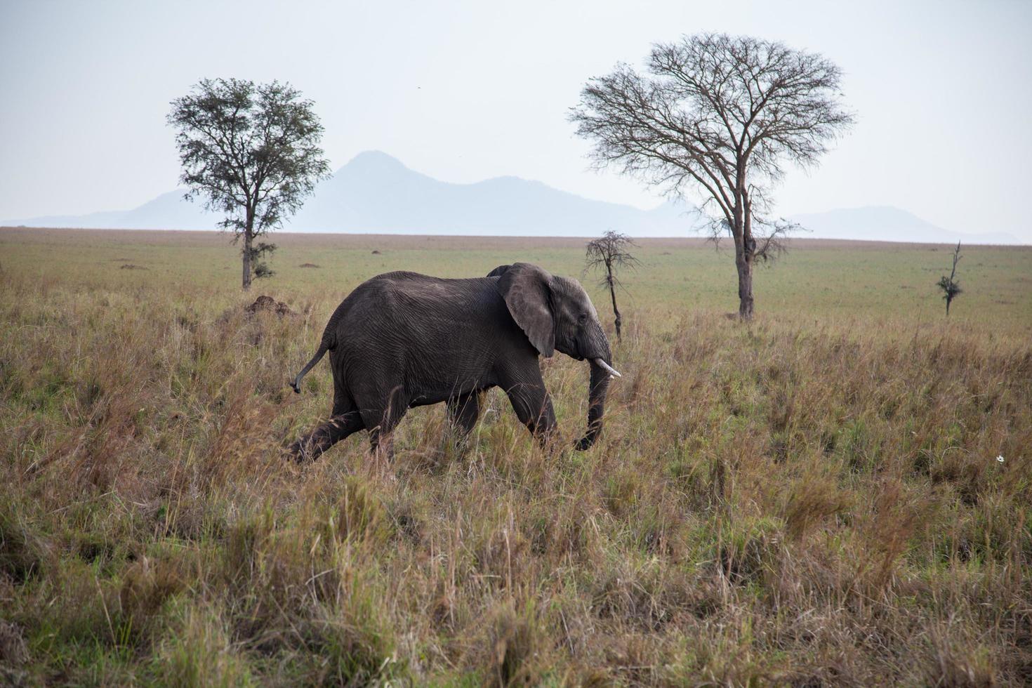 elefante selvaggio nell'erba foto