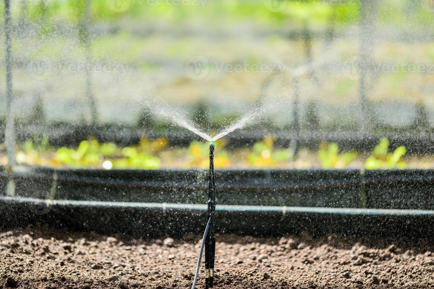 piccolo spruzzatore irrigazione sistema nel verdura trame foto