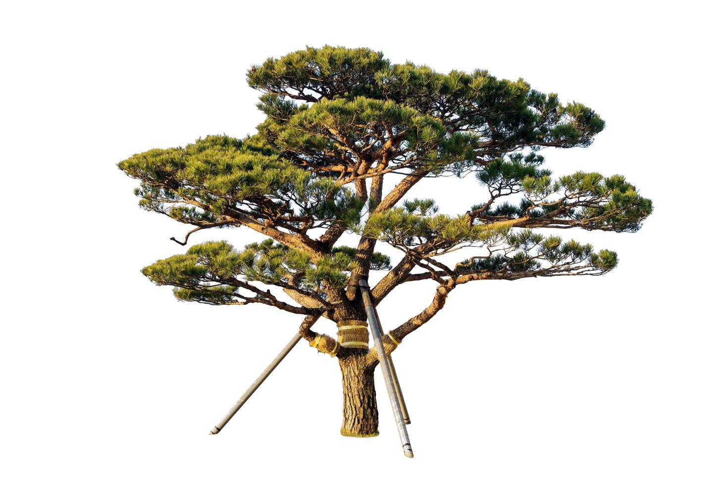 albero della natura verde isolato su sfondo bianco foto