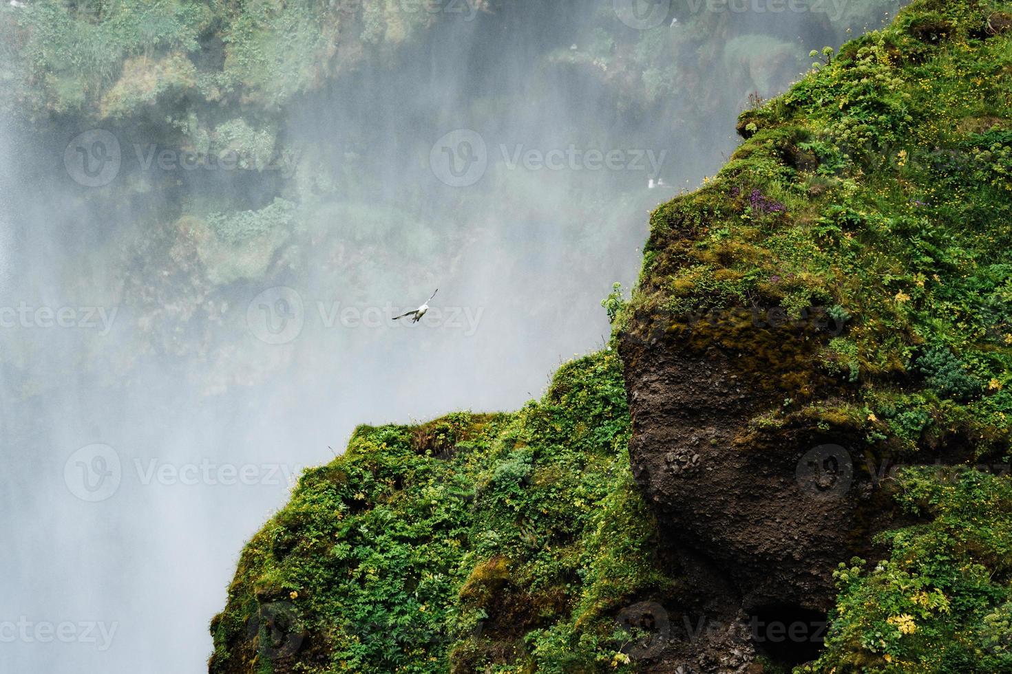 un' uccello era librarsi di lussureggiante scogliera vicino il cascata foto