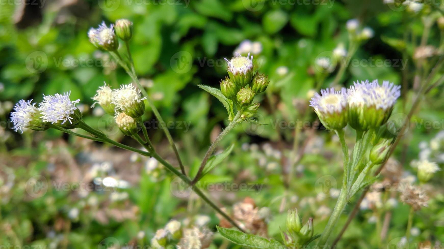 agerato conizoide è un' genere di agricolo erba appartenente per il Asteraceae tribù. foto