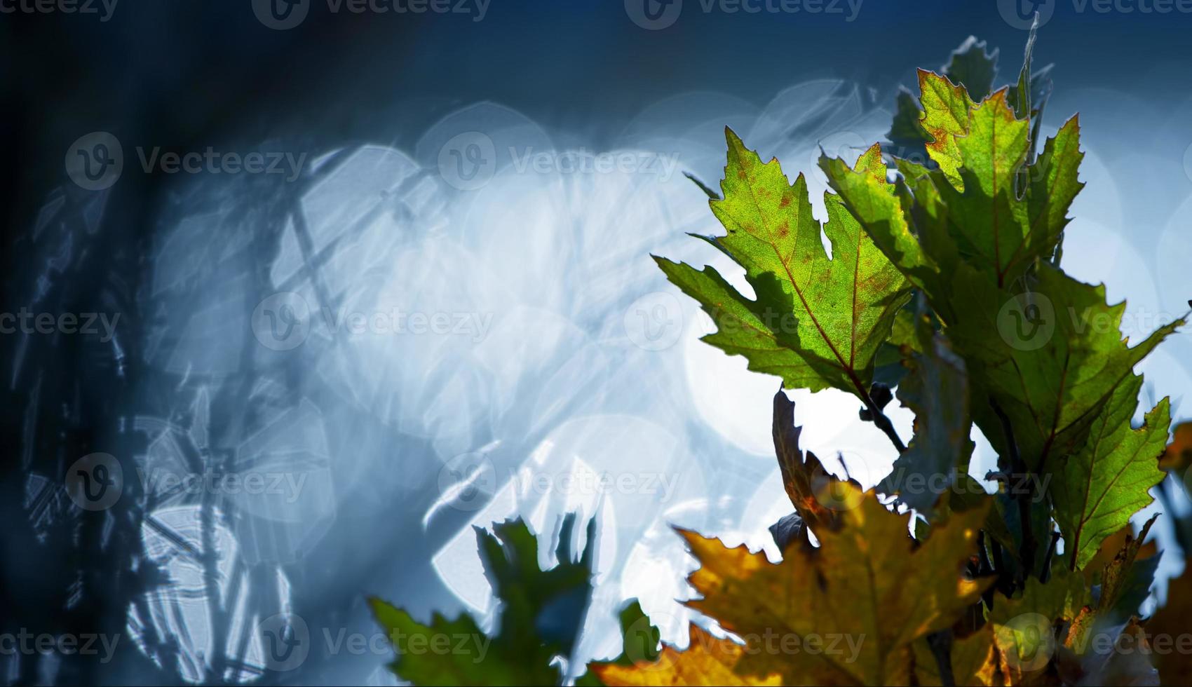 bautiful naturale autunno stagione romantico Marrone asciutto le foglie foto