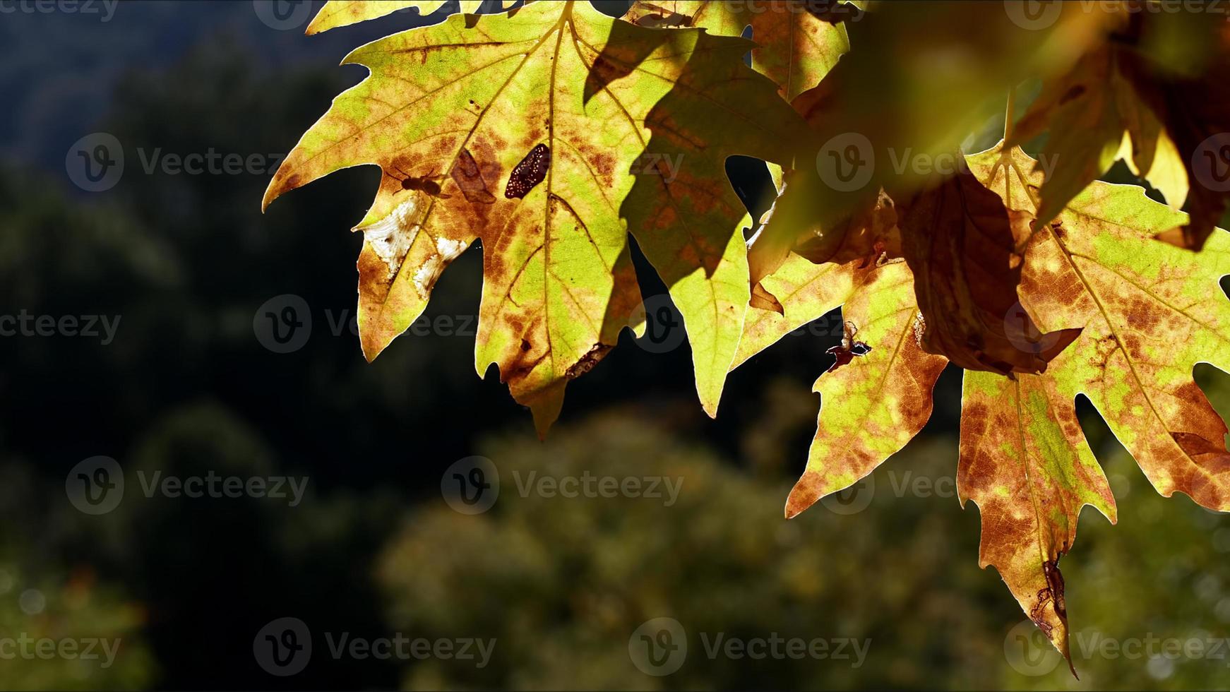 bautiful naturale autunno stagione romantico Marrone asciutto le foglie foto