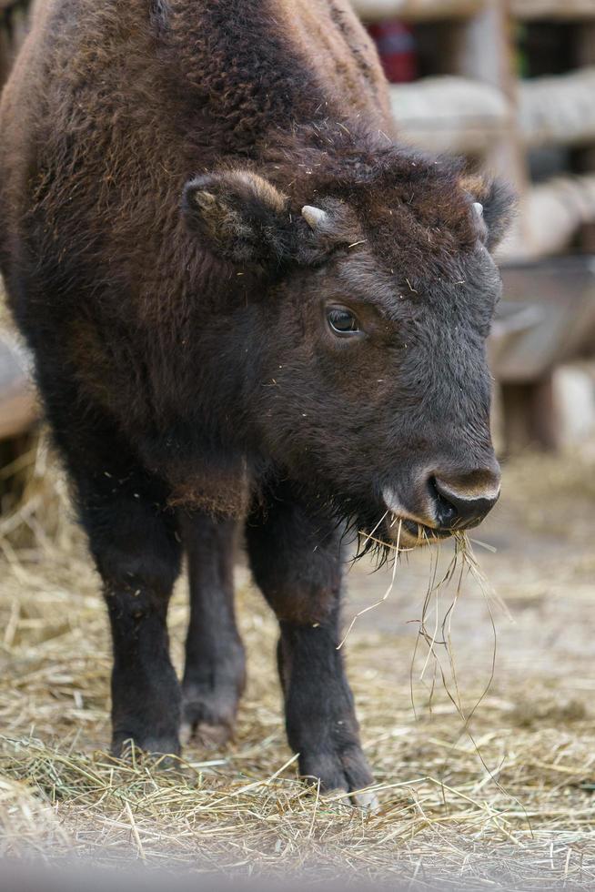 bisonte nel zoo foto