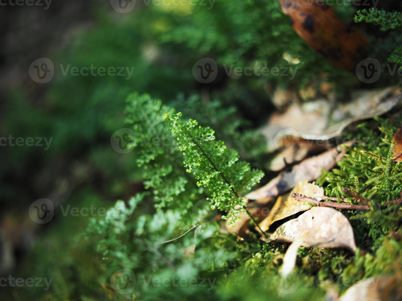 verde sfondo leafes e foresta pluviale impianti montagna foto